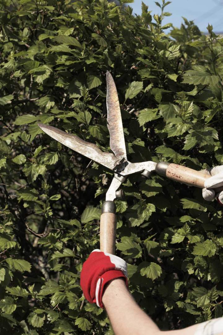 Services de jardinage Vichy